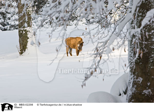 Wisent / MBS-02298