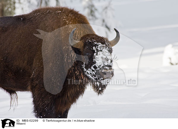 Wisent / MBS-02299