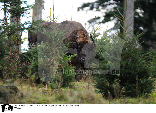 Wisent / European bison / DMS-01601