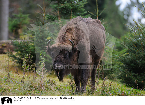 Wisent / European bison / DMS-01604