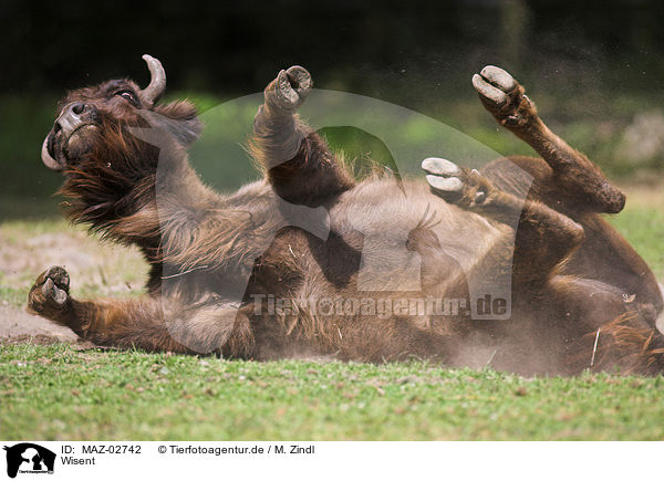 Wisent / european bison / MAZ-02742