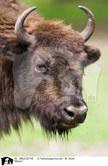 Wisent / european bison / MAZ-02745