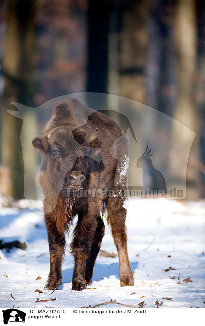 junger Wisent / young european bison / MAZ-02750