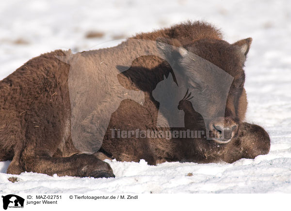 junger Wisent / young european bison / MAZ-02751