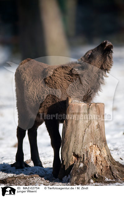 junger Wisent / young european bison / MAZ-02754