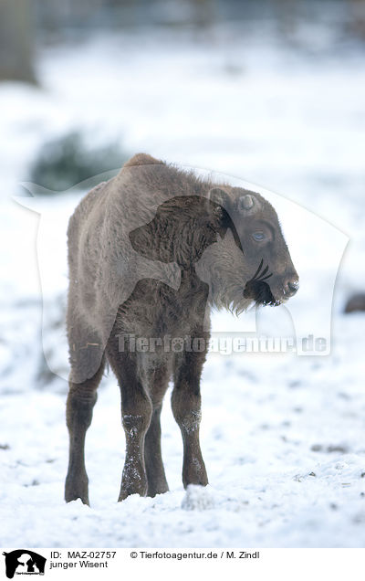 junger Wisent / young european bison / MAZ-02757
