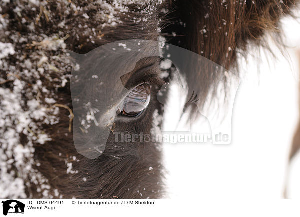Wisent Auge / European bison eye / DMS-04491