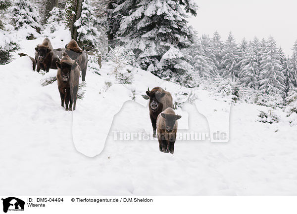 Wisente / European bisons / DMS-04494