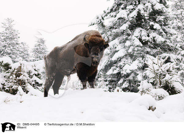 Wisent / European bison / DMS-04495