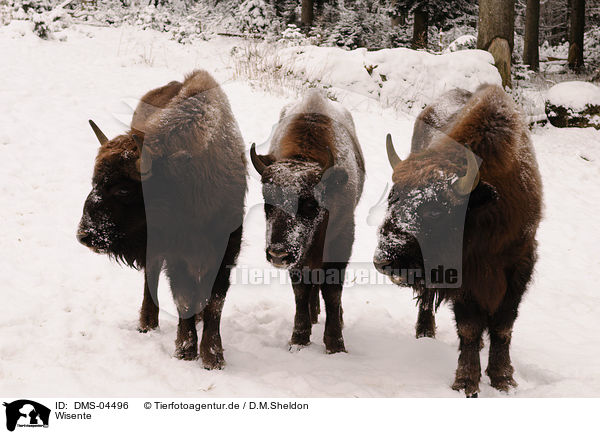 Wisente / European bisons / DMS-04496