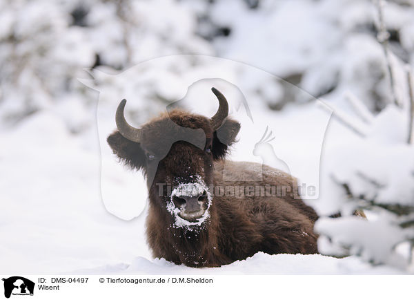 Wisent / European bison / DMS-04497