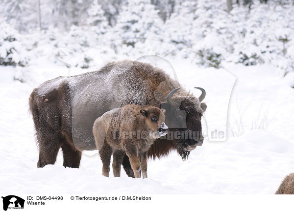 Wisente / European bisons / DMS-04498
