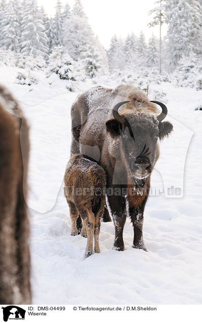 Wisente / European bisons / DMS-04499