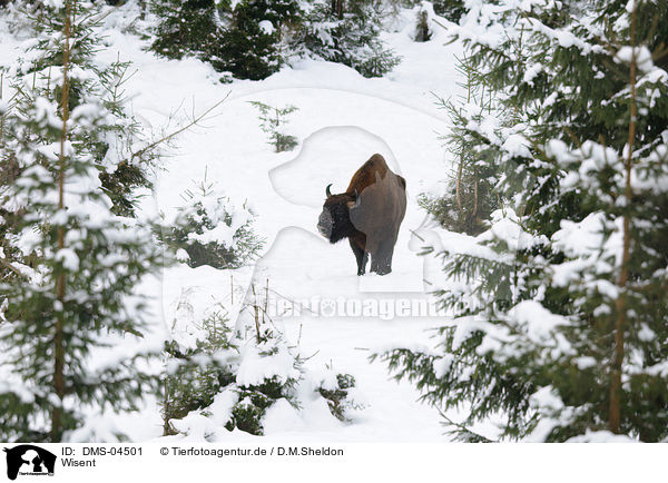 Wisent / European bison / DMS-04501