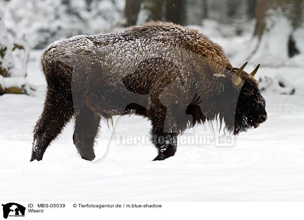 Wisent / MBS-05039