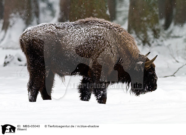 Wisent / MBS-05040