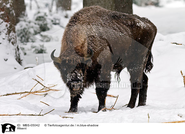 Wisent / Wisent / MBS-05042