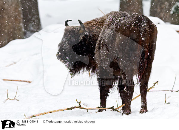 Wisent / MBS-05043