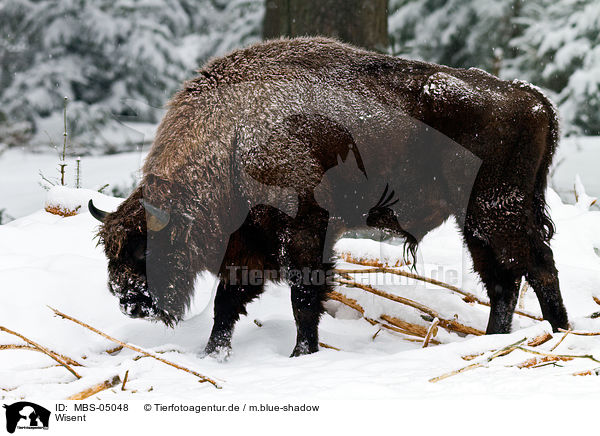 Wisent / Wisent / MBS-05048
