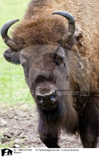 Wisent / Wisent / MBS-07525
