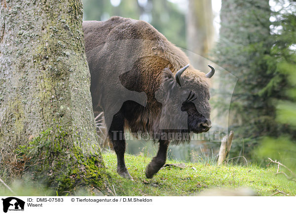 Wisent / Wisent / DMS-07583