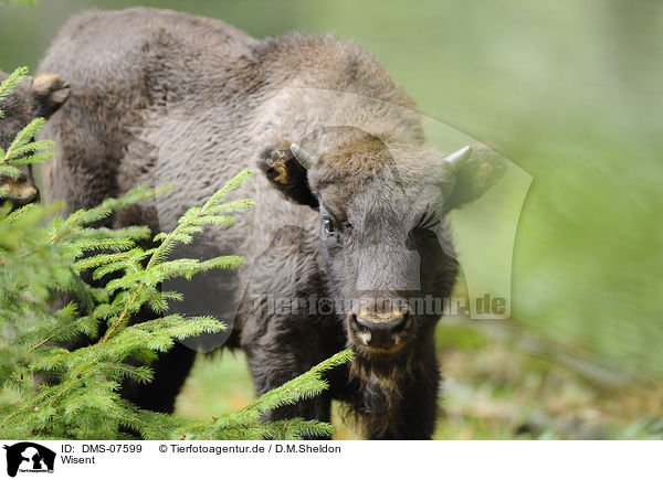 Wisent / Wisent / DMS-07599