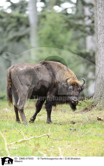Wisent / Wisent / DMS-07600