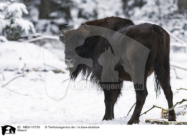 Wisent / MBS-10750