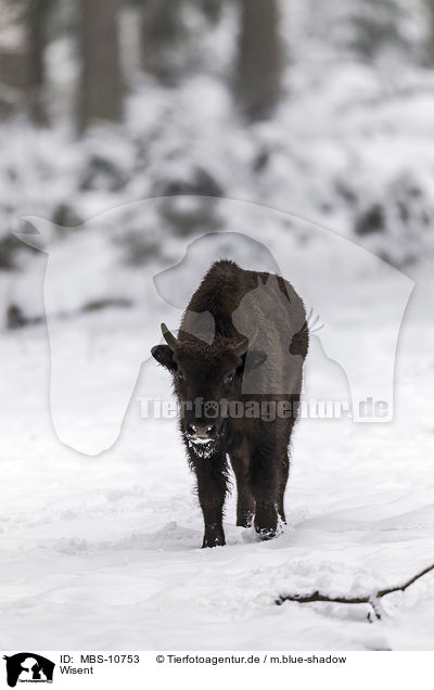 Wisent / MBS-10753