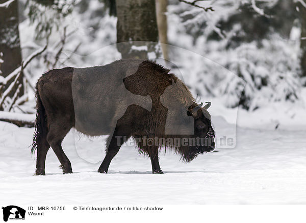 Wisent / Wisent / MBS-10756