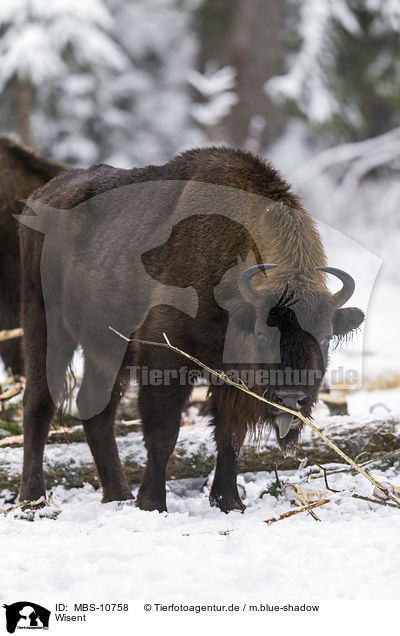 Wisent / MBS-10758