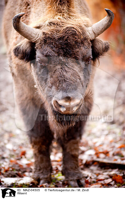 Wisent / wisent / MAZ-04505