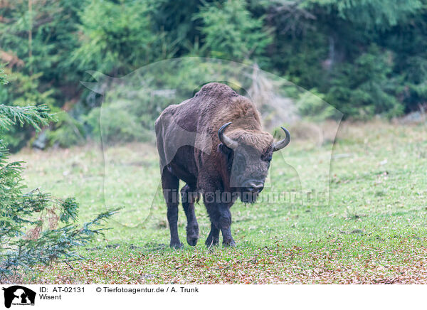 Wisent / AT-02131