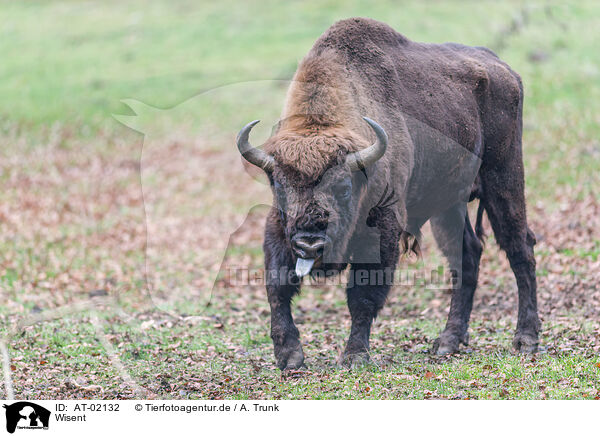 Wisent / AT-02132