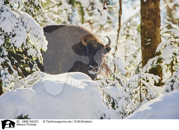 Wisent Portrait / DMS-09253