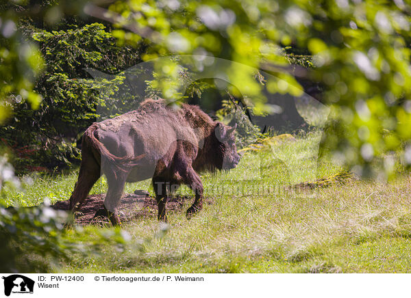 Wisent / PW-12400