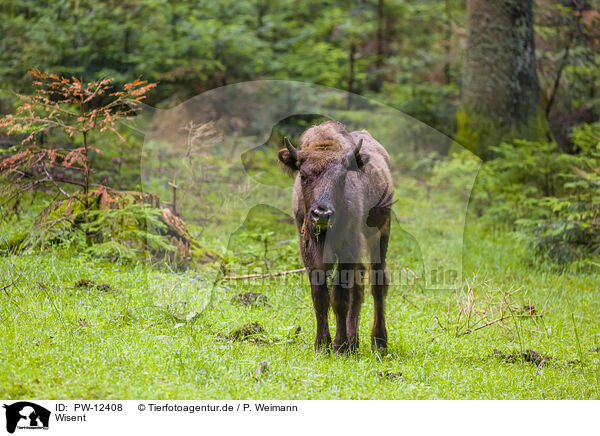 Wisent / PW-12408