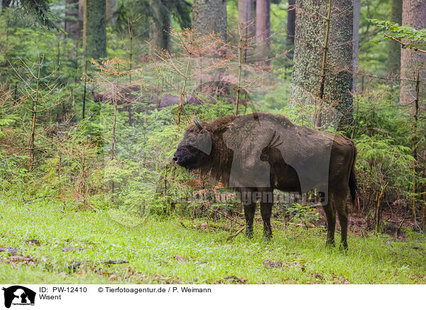 Wisent / PW-12410