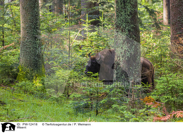 Wisent / PW-12418