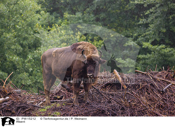 Wisent / Bison / PW-15212