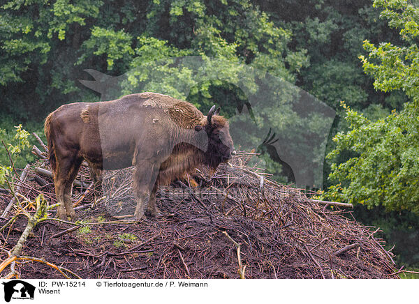 Wisent / Bison / PW-15214