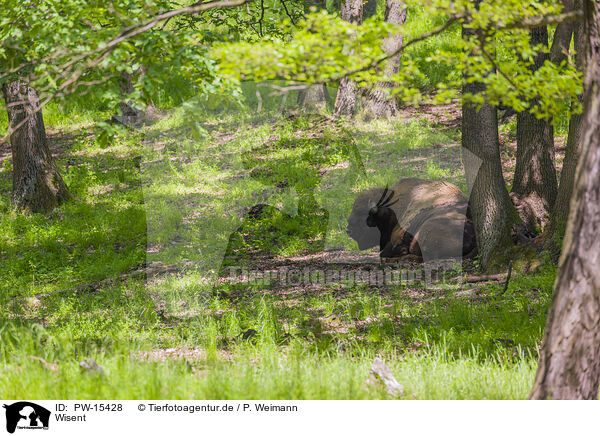 Wisent / Wisent / PW-15428