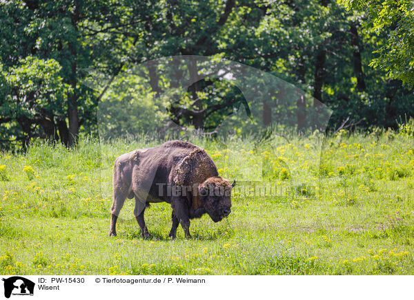Wisent / PW-15430