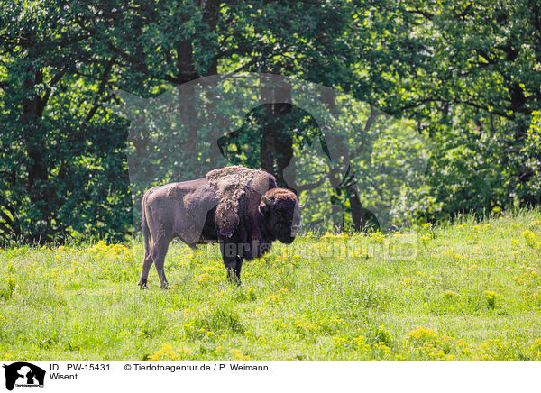 Wisent / Wisent / PW-15431