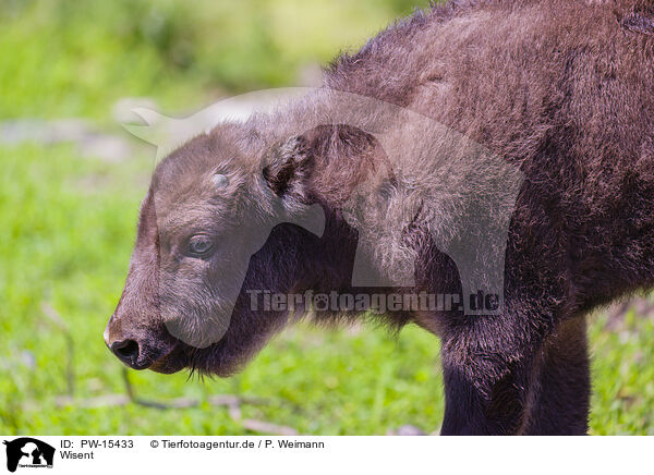 Wisent / PW-15433