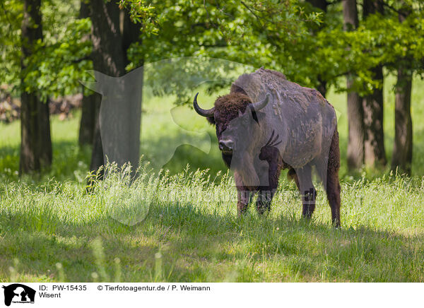 Wisent / PW-15435
