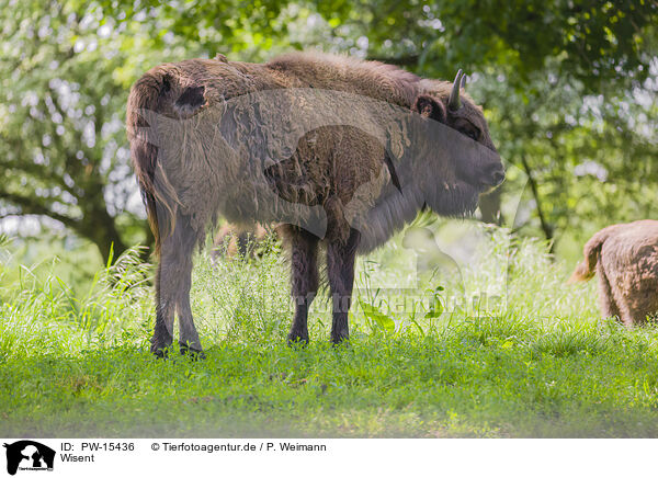Wisent / PW-15436