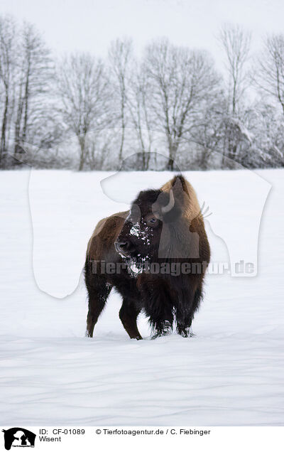 Wisent / Bison / CF-01089