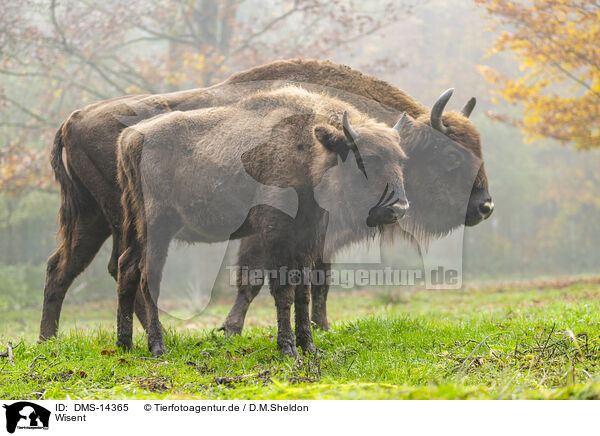 Wisent / DMS-14365