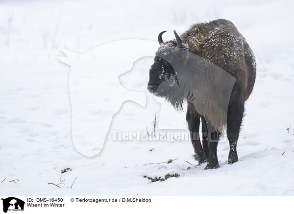 Wisent im Winter / Wisent in winter / DMS-16450